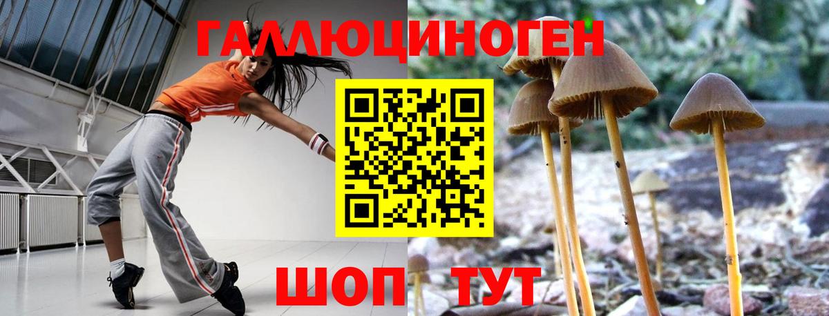 Псилоцибиновые грибы Psilocybe Тихорецк